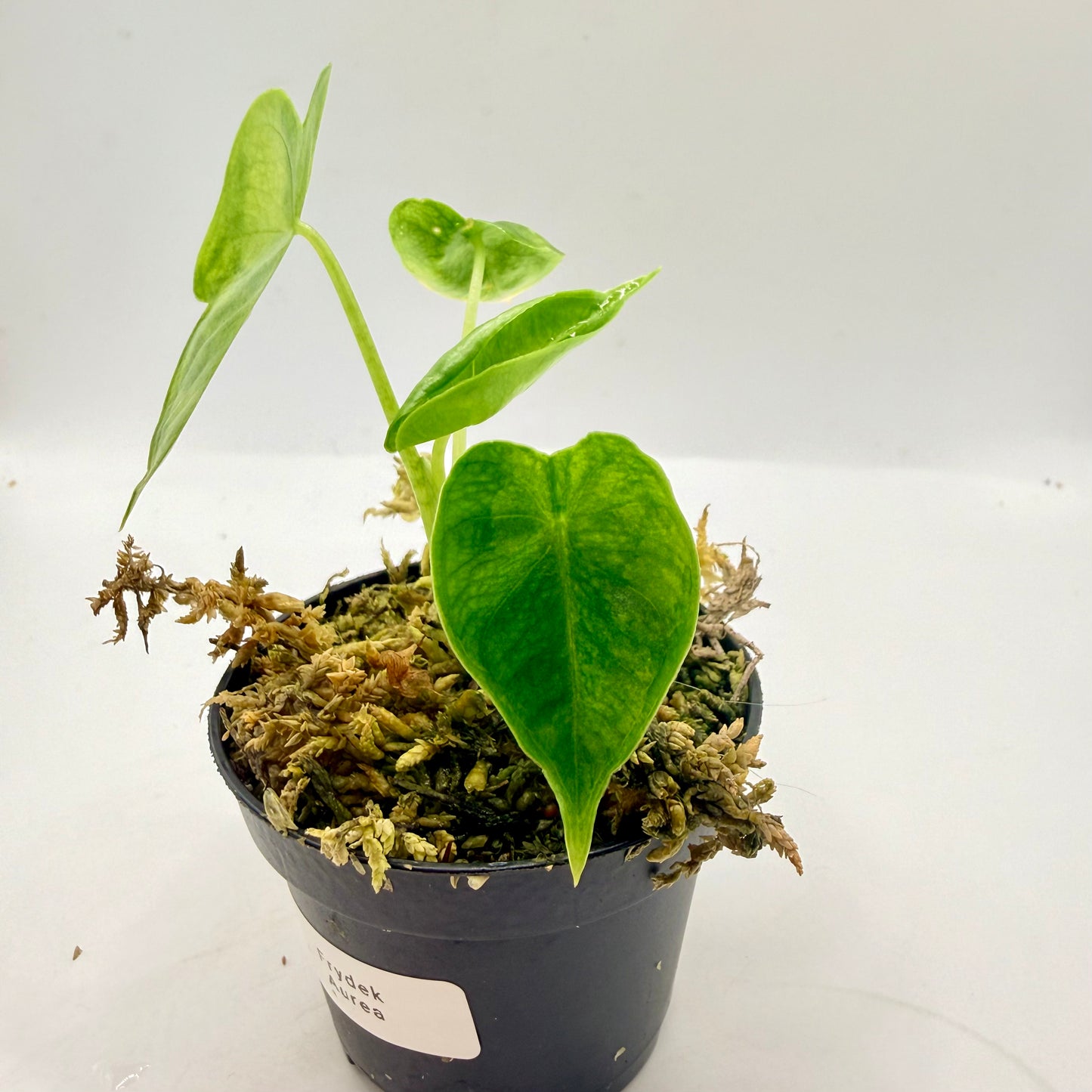 Alocasia Frydek Aurea GoG