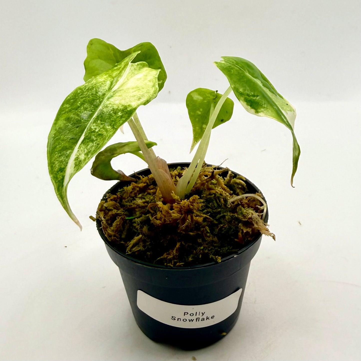 Alocasia Polly Snowflake Pink/Albo Variegata