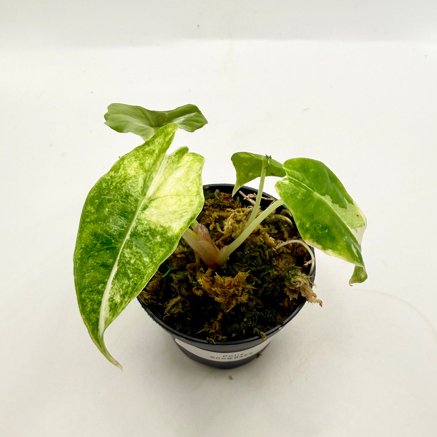 Alocasia Polly Snowflake Pink/Albo Variegata