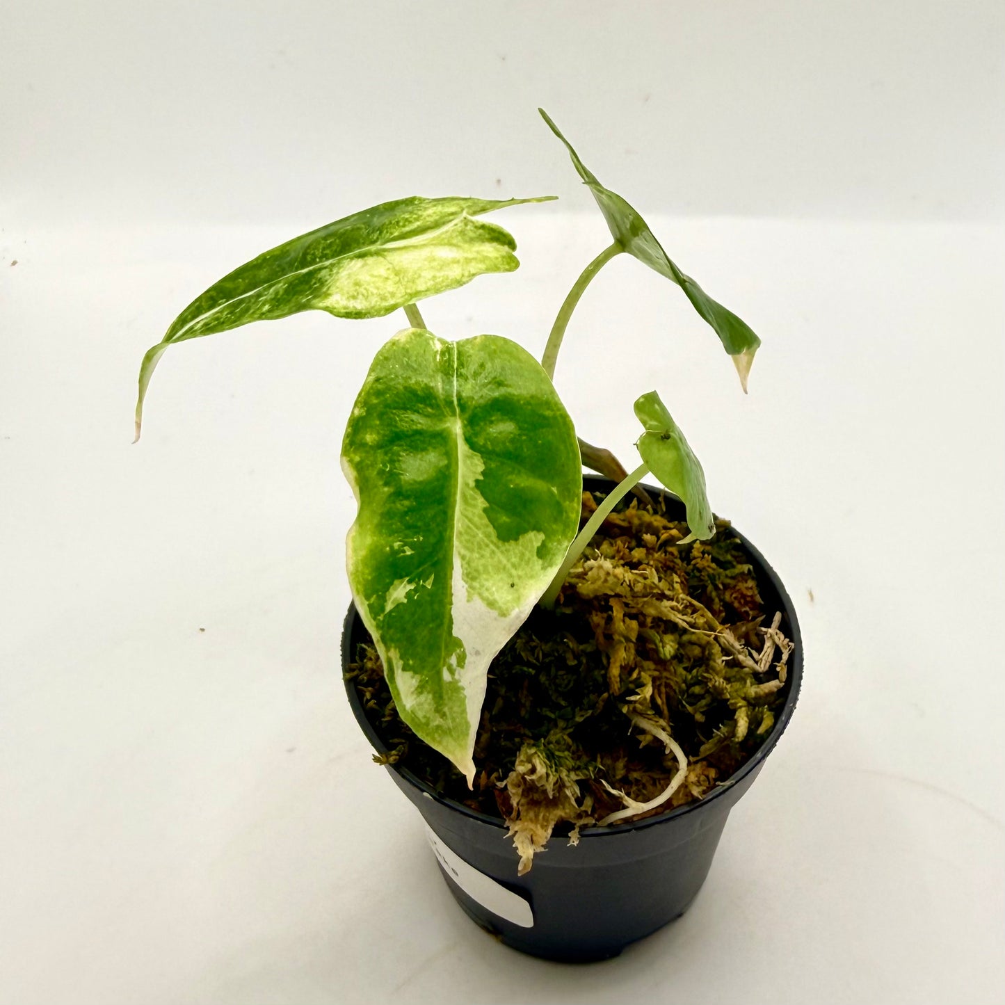 Alocasia Polly Snowflake Pink/Albo Variegata