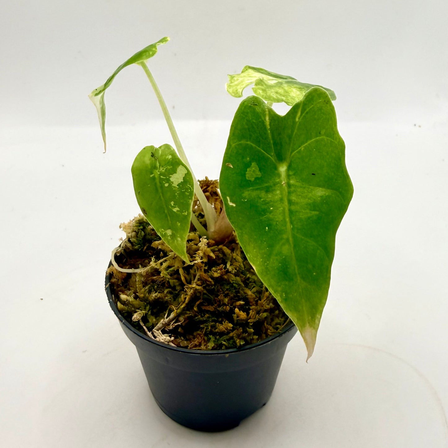 Alocasia Polly Snowflake Pink/Albo Variegata