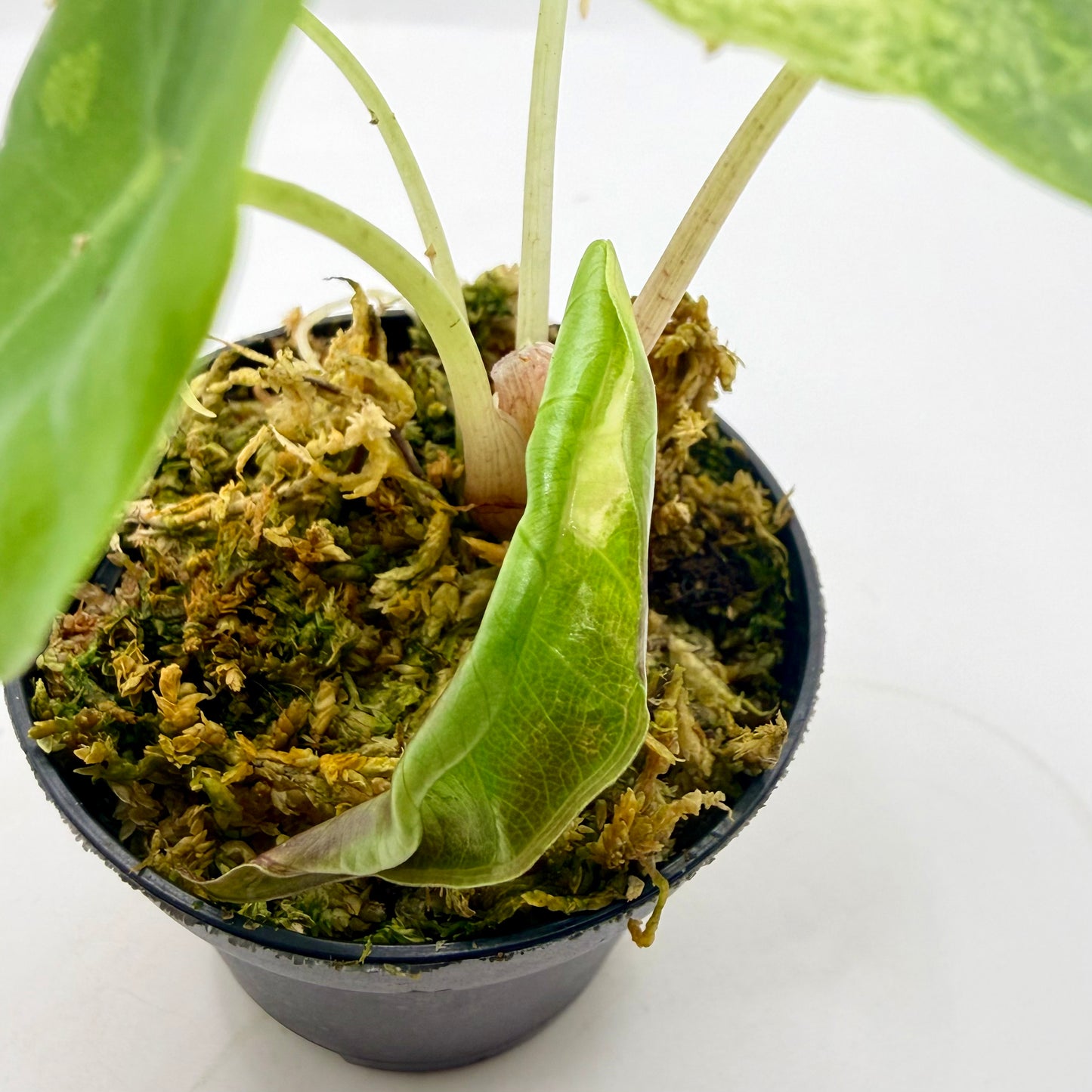 Alocasia Polly Snowflake Pink/Albo Variegata