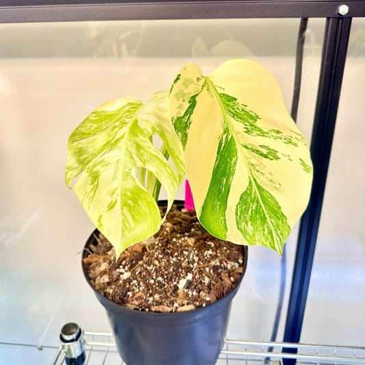 Monstera Albo Variegata