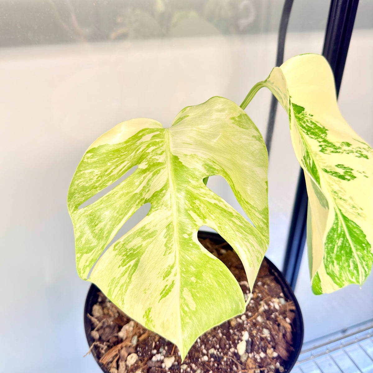 Monstera Albo Variegata