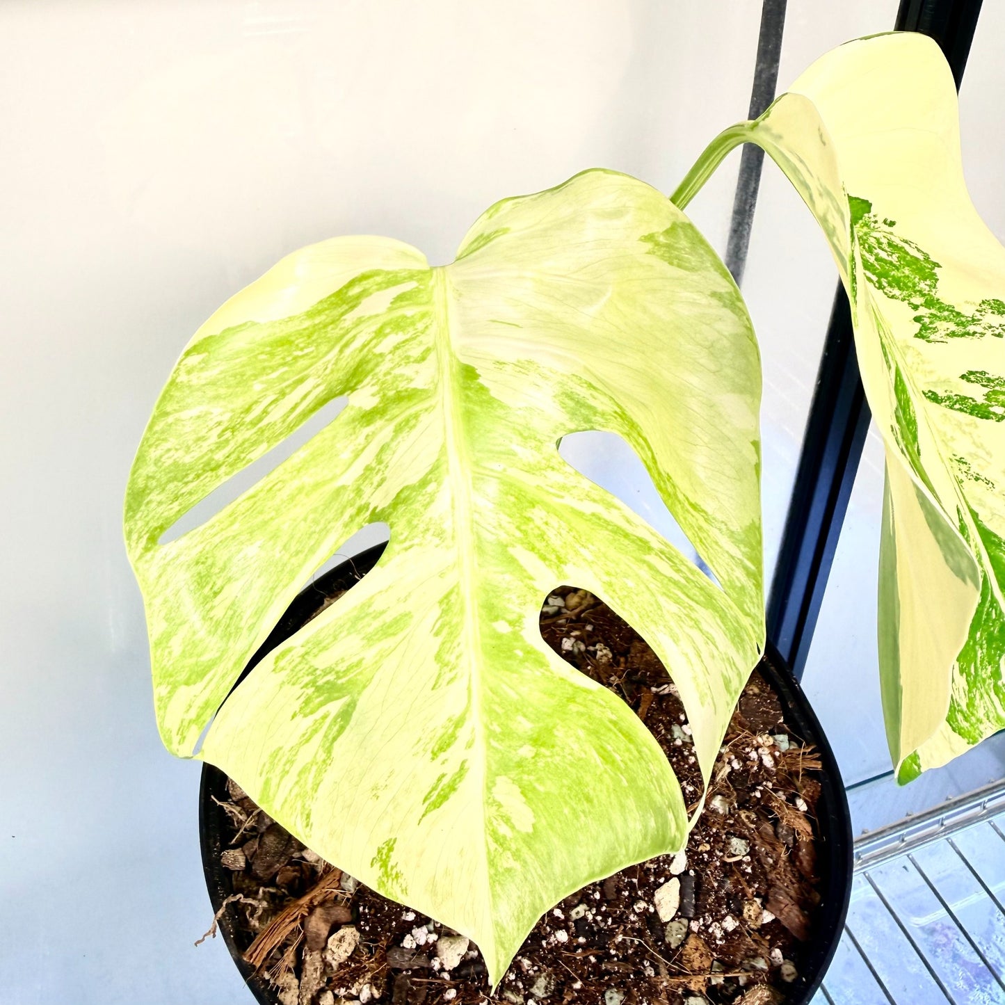 Monstera Albo Variegata