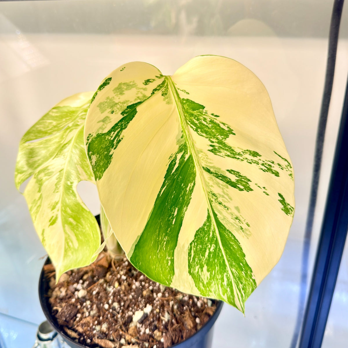 Monstera Albo Variegata