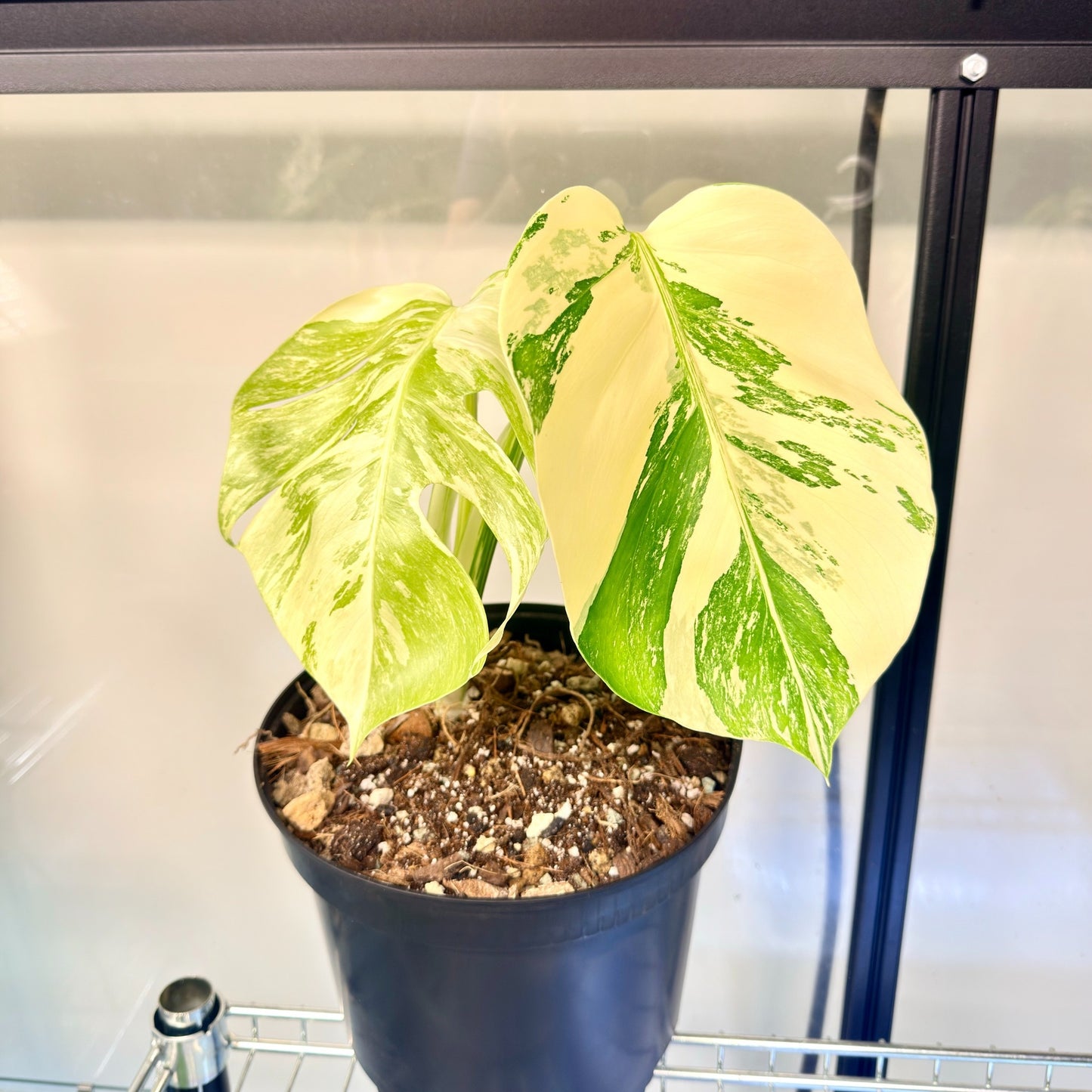 Monstera Albo Variegata
