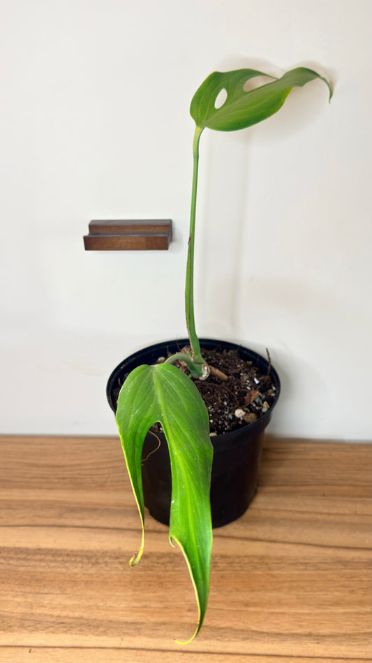 Monstera Burle Marx Flame
