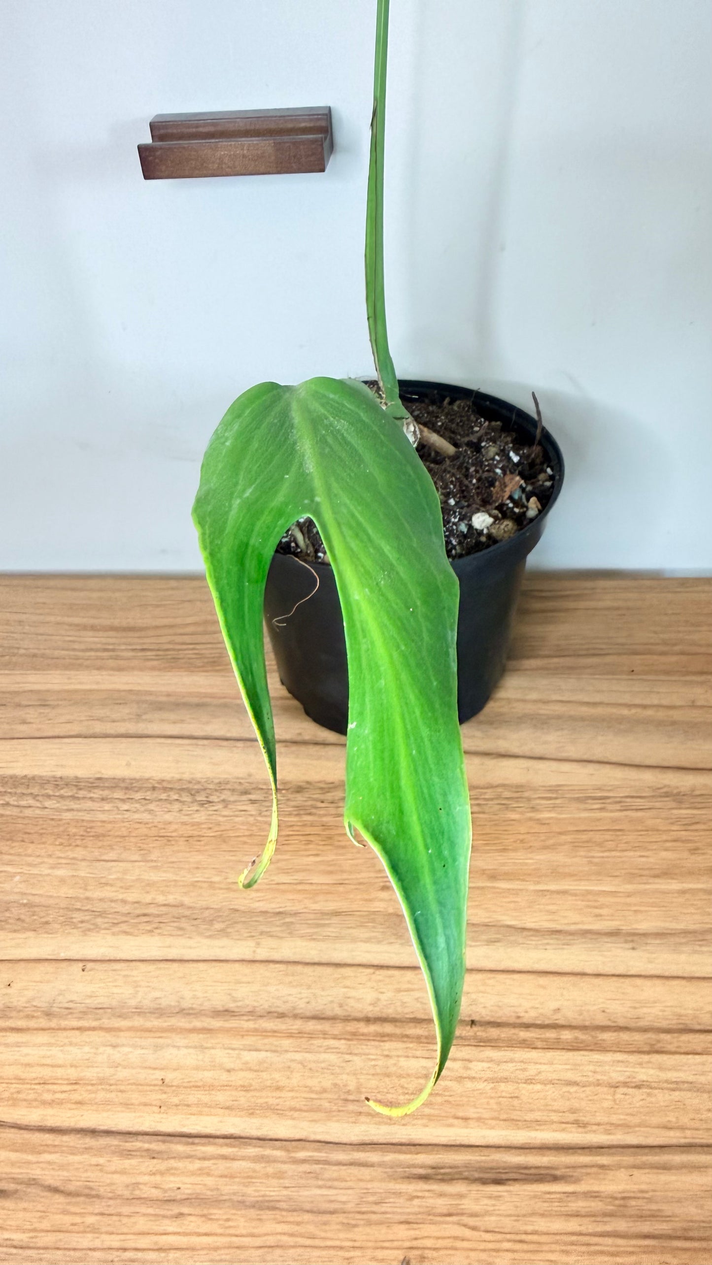 Monstera Burle Marx Flame