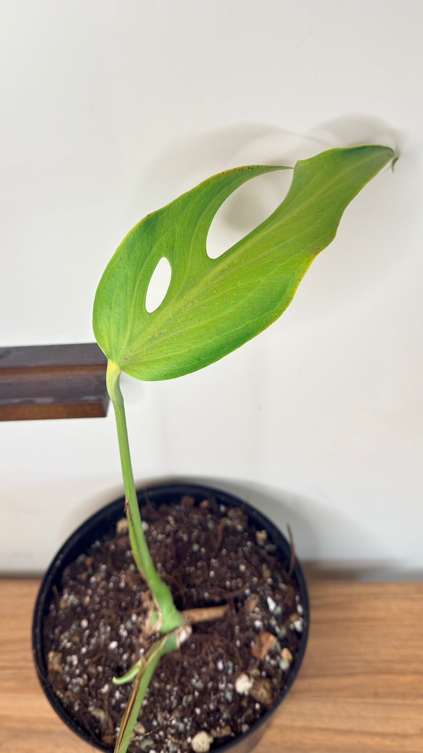 Monstera Burle Marx Flame