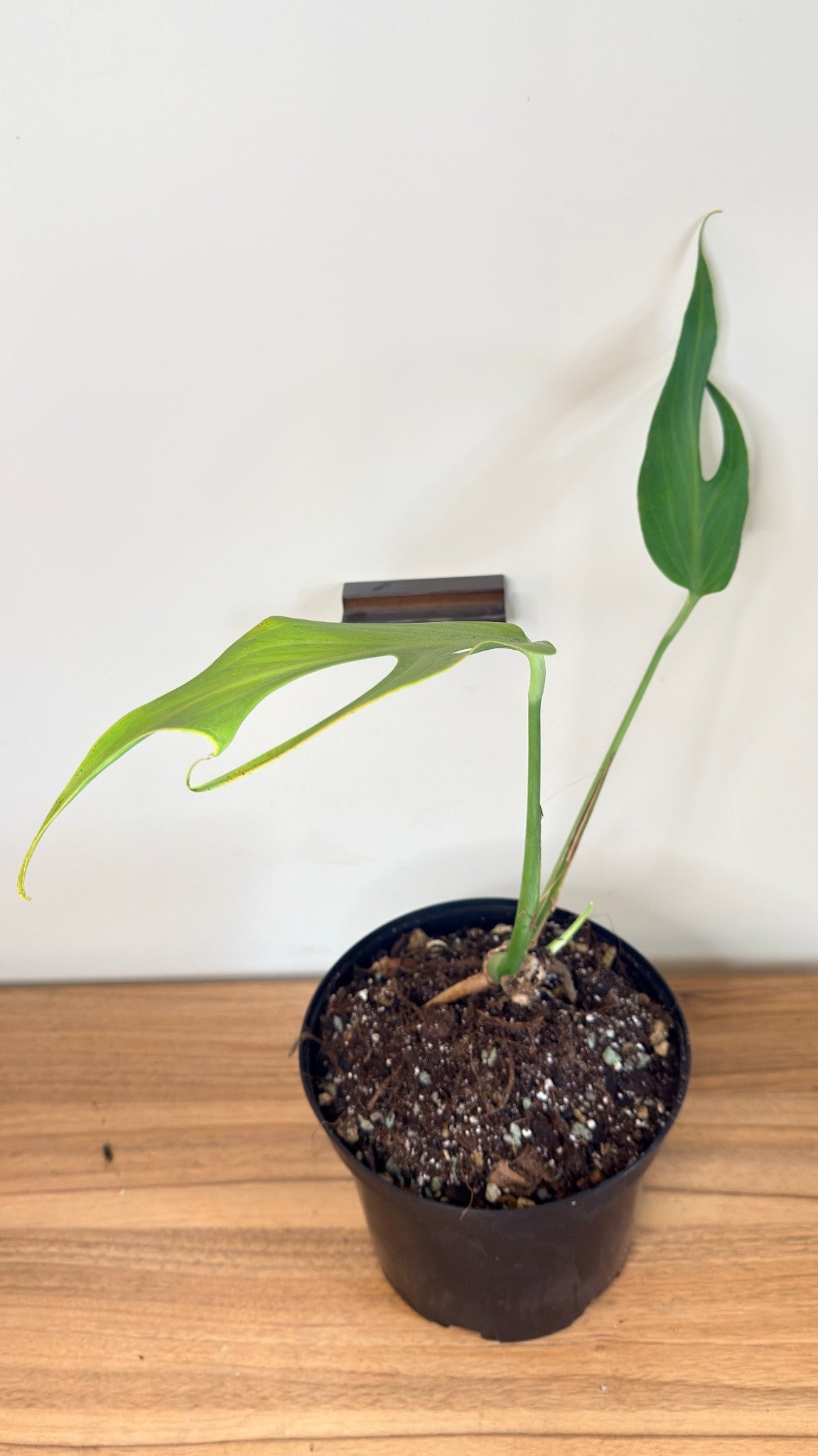 Monstera Burle Marx Flame