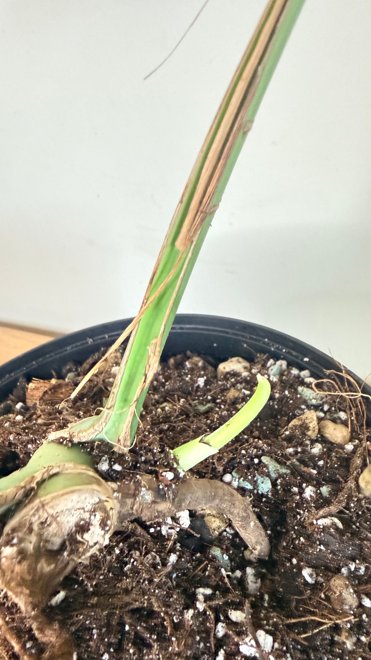Monstera Burle Marx Flame