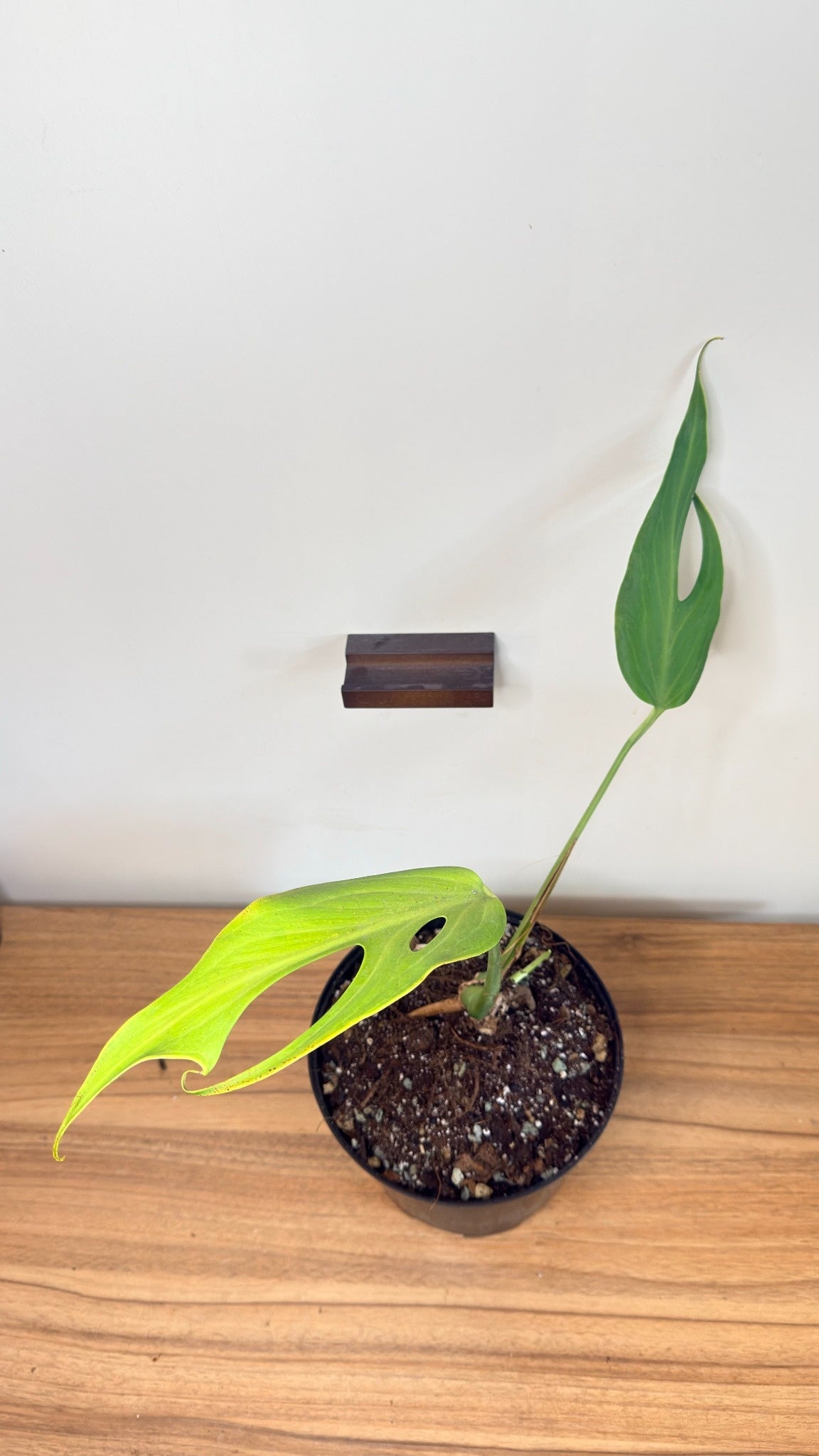 Monstera Burle Marx Flame