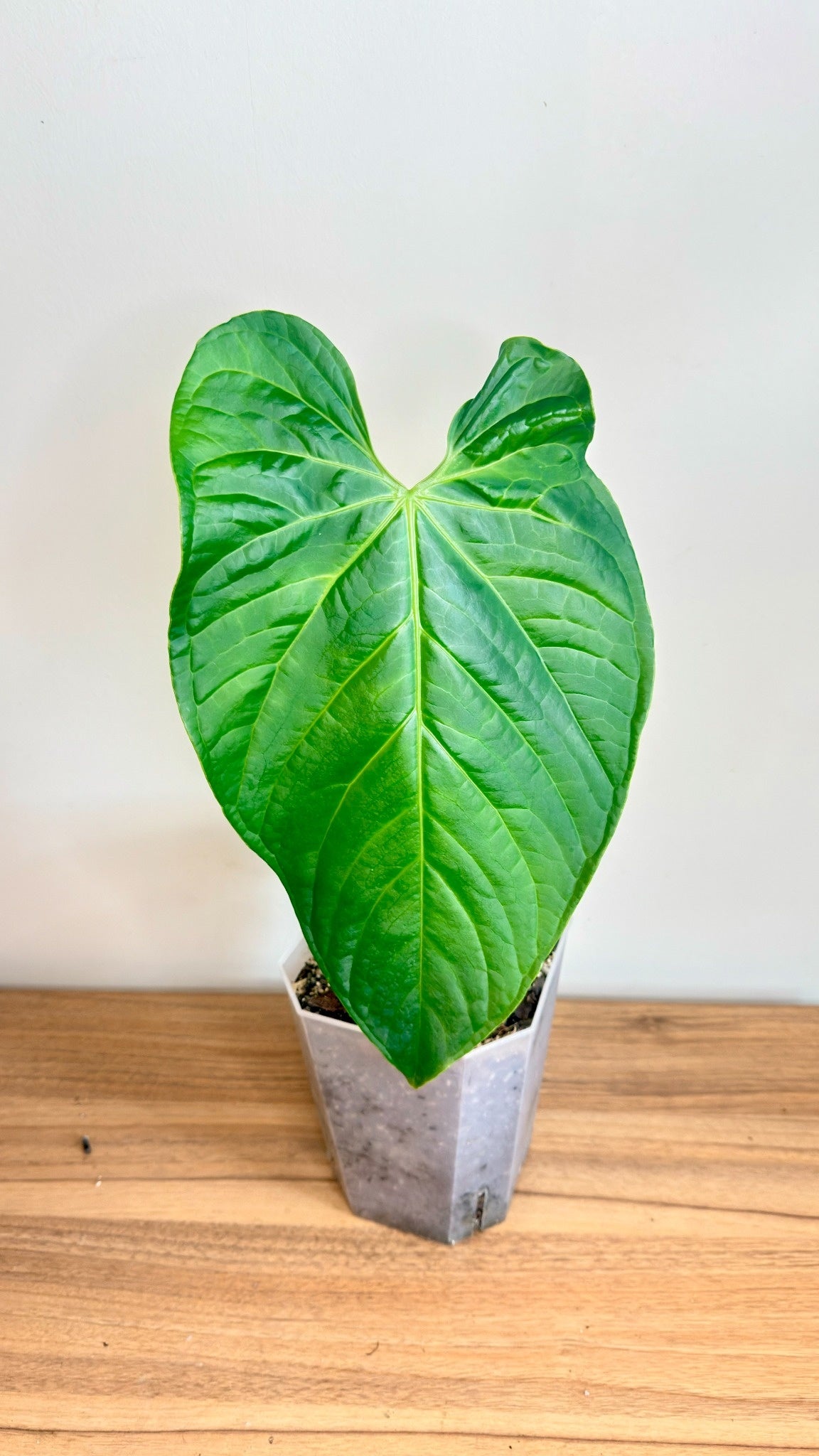 Anthurium Regale x Luxurians
