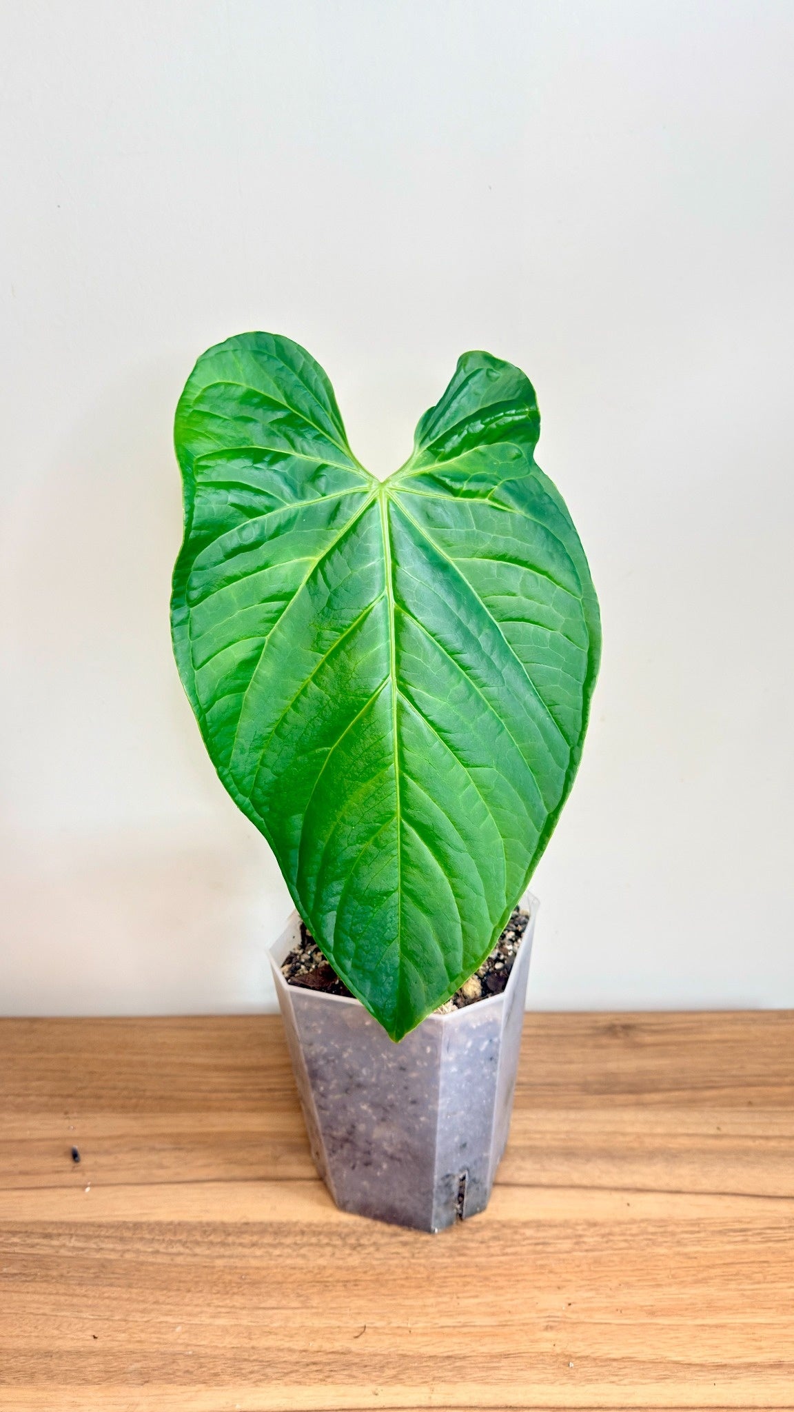 Anthurium Regale x Luxurians