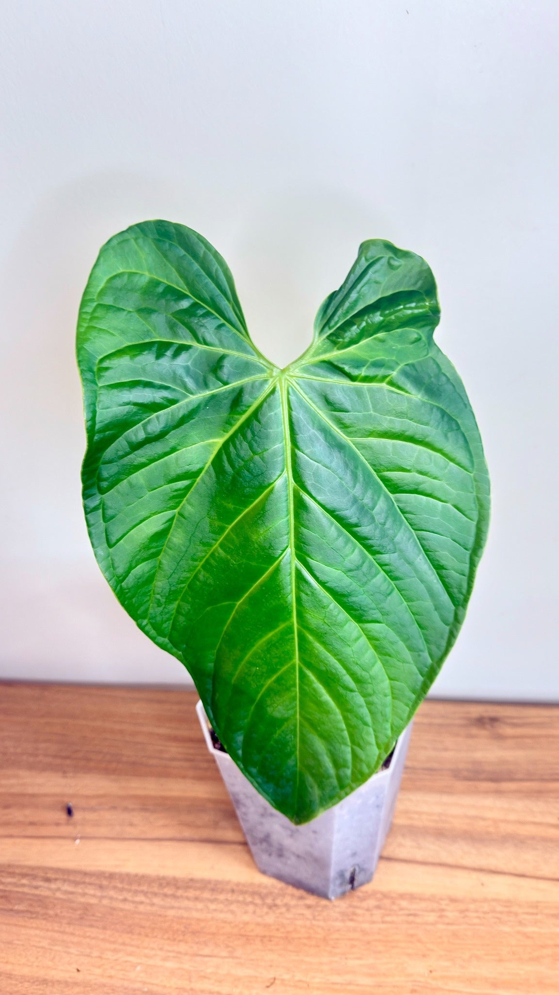 Anthurium Regale x Luxurians