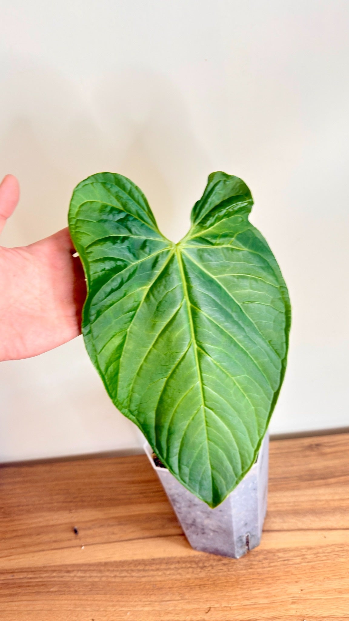 Anthurium Regale x Luxurians