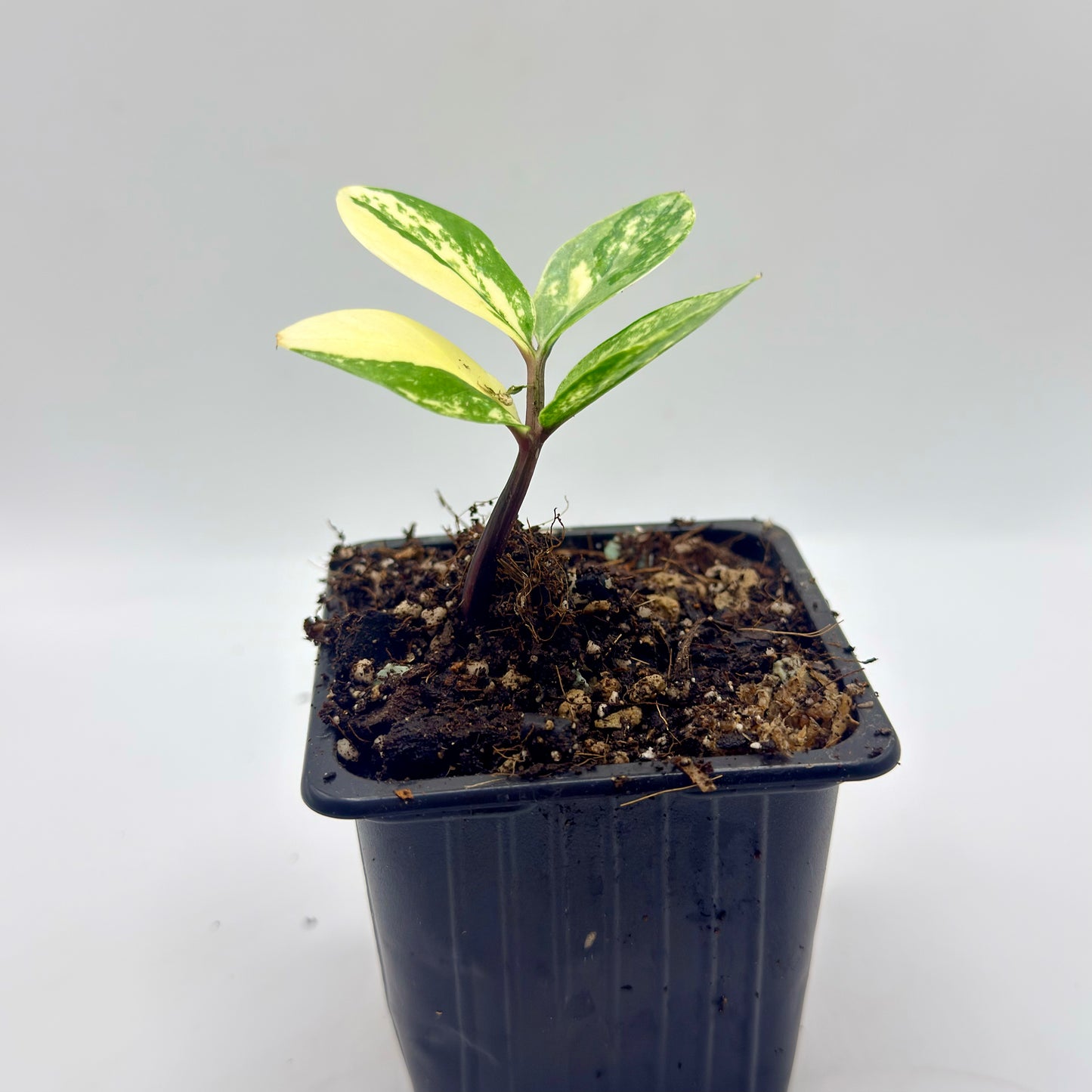 Zamioculca Variegated