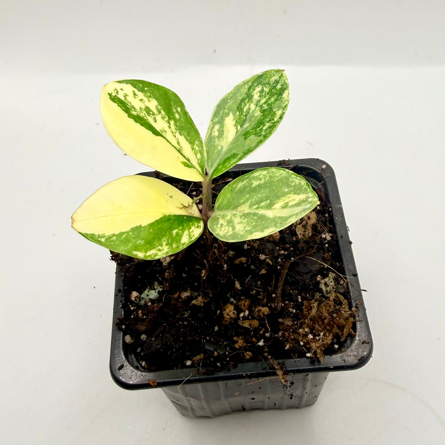Zamioculca Variegated
