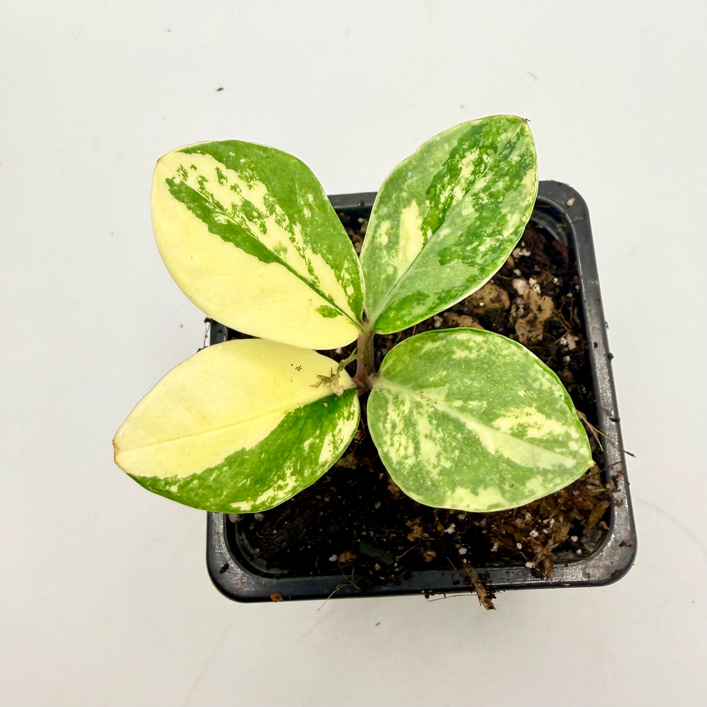 Zamioculca Variegated