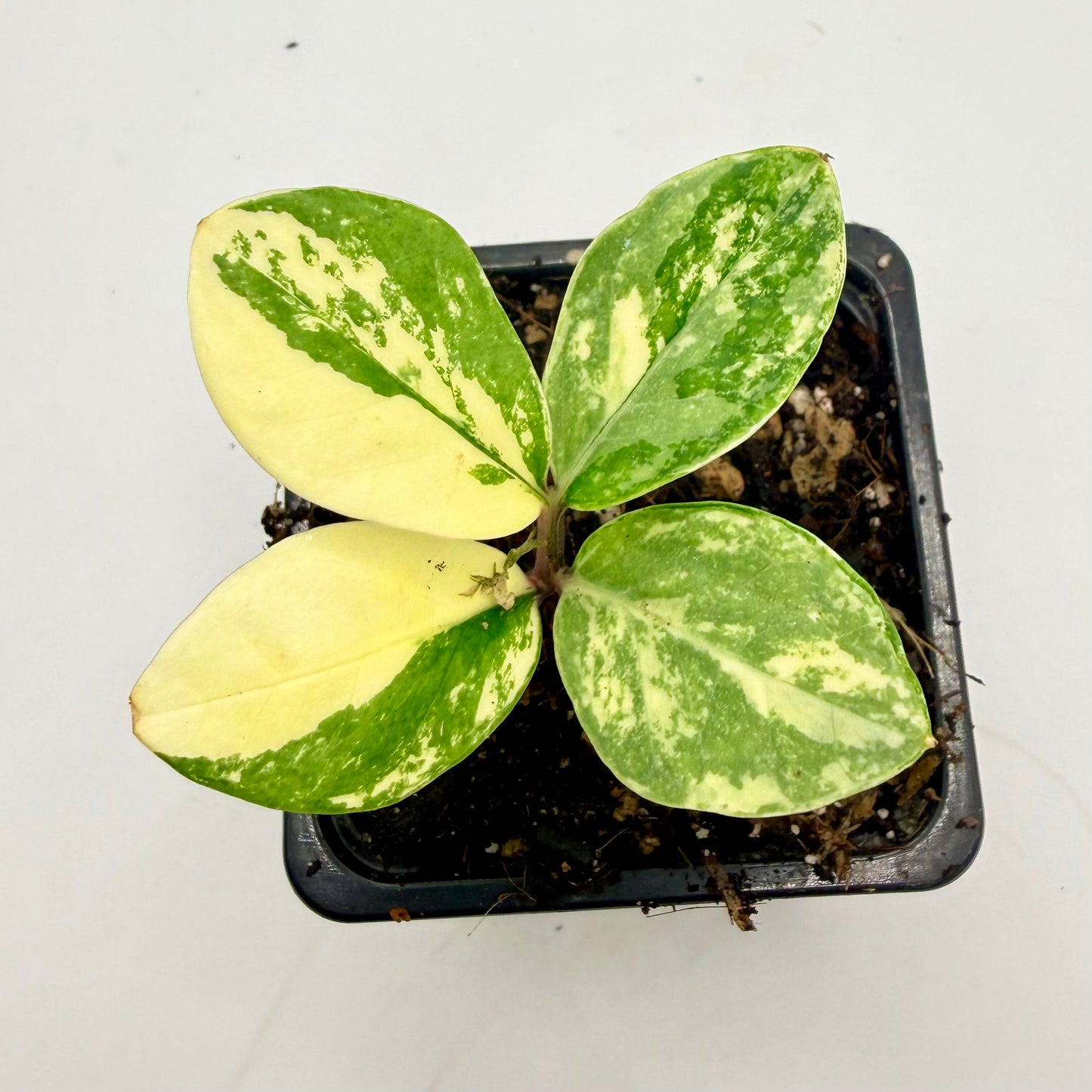 Zamioculca Variegated