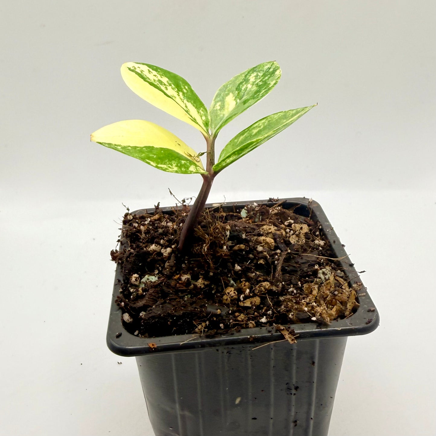 Zamioculca Variegated