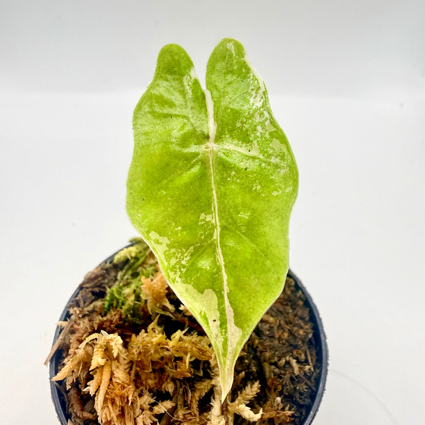 Alocasia Pseudo Sanderiana Albo/Pink Variegata