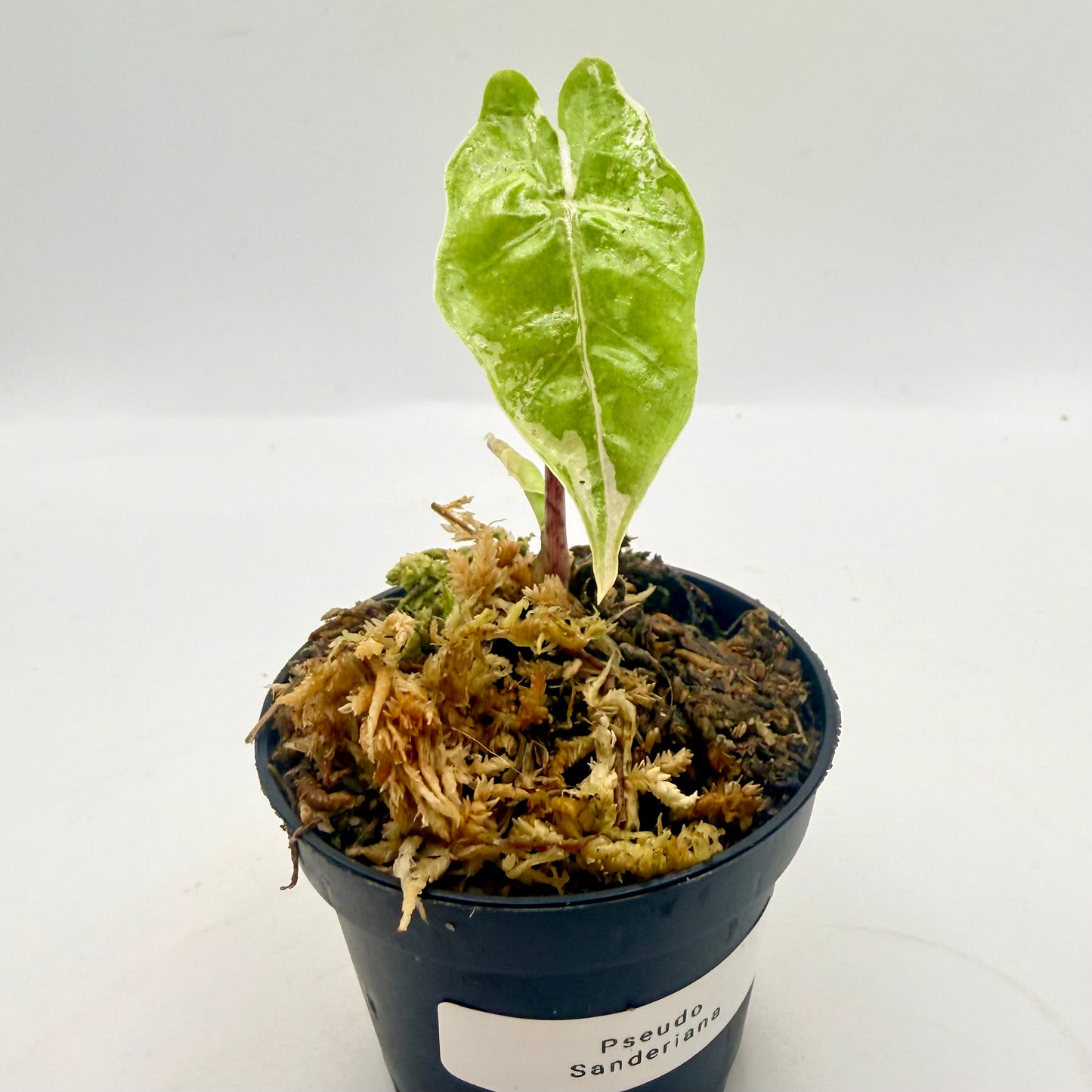 Alocasia Pseudo Sanderiana Albo/Pink Variegata