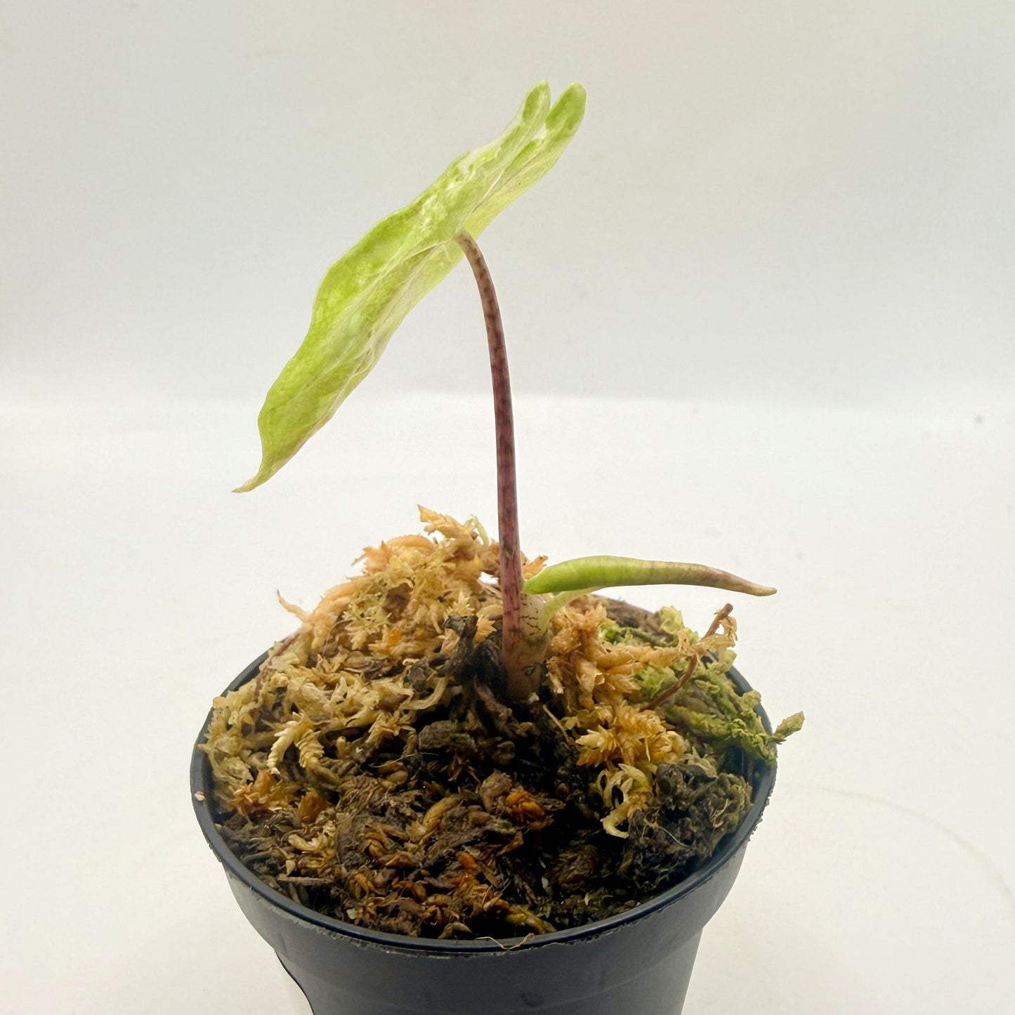Alocasia Pseudo Sanderiana Albo/Pink Variegata