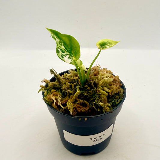 Alocasia Sinuata Albo Variegata