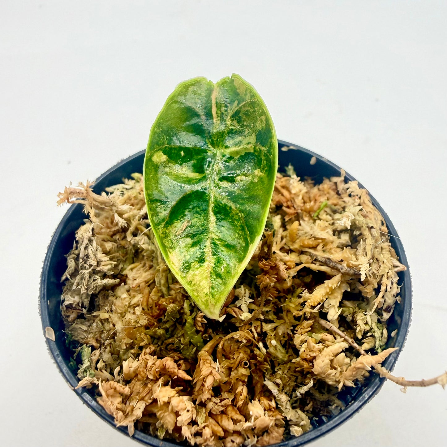 Alocasia Azlanii Aurea Variegata