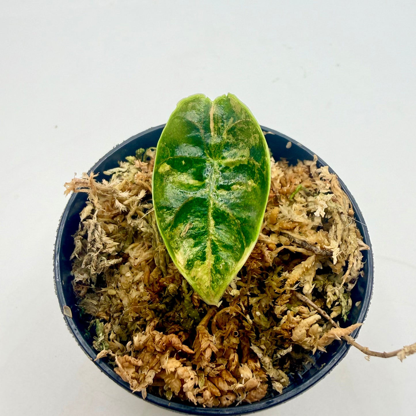 Alocasia Azlanii Aurea Variegata