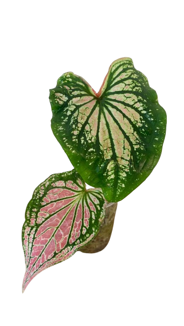 Caladium Thai Beauty