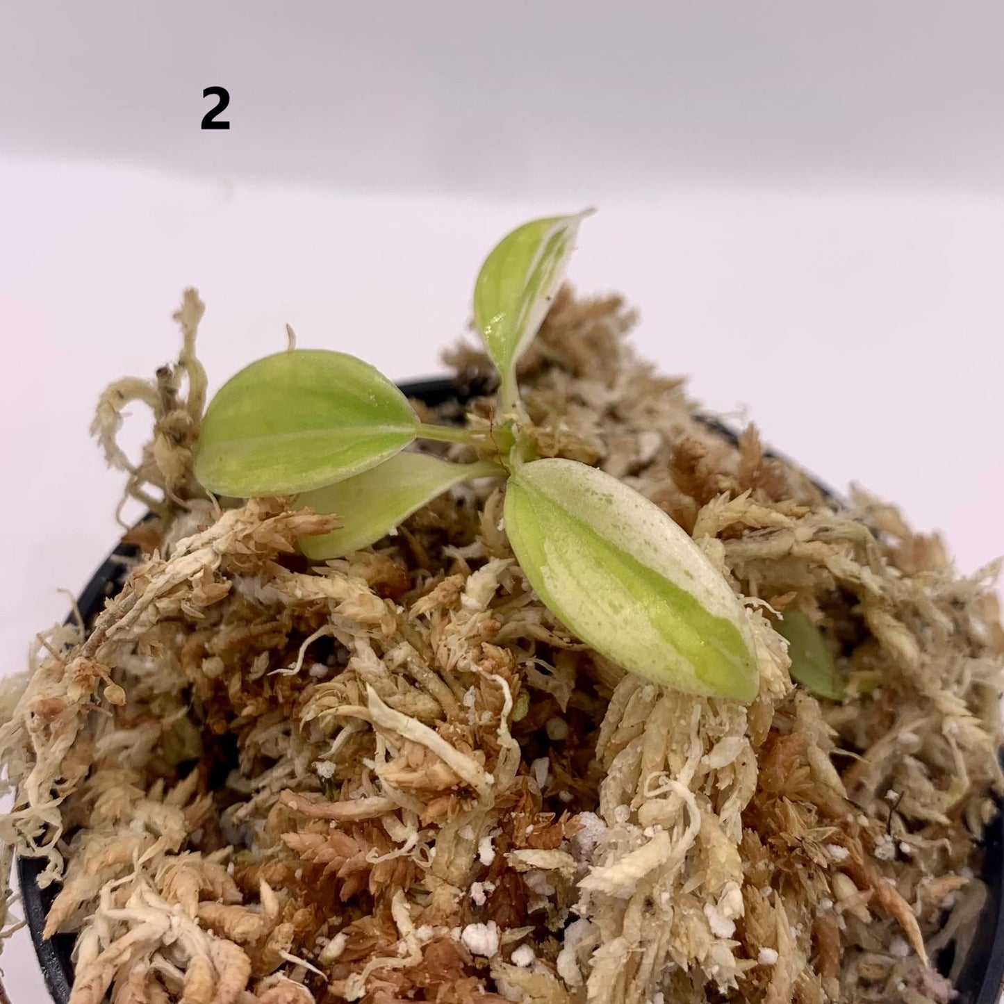 Philodendron Verrucosum Albo Variegated
