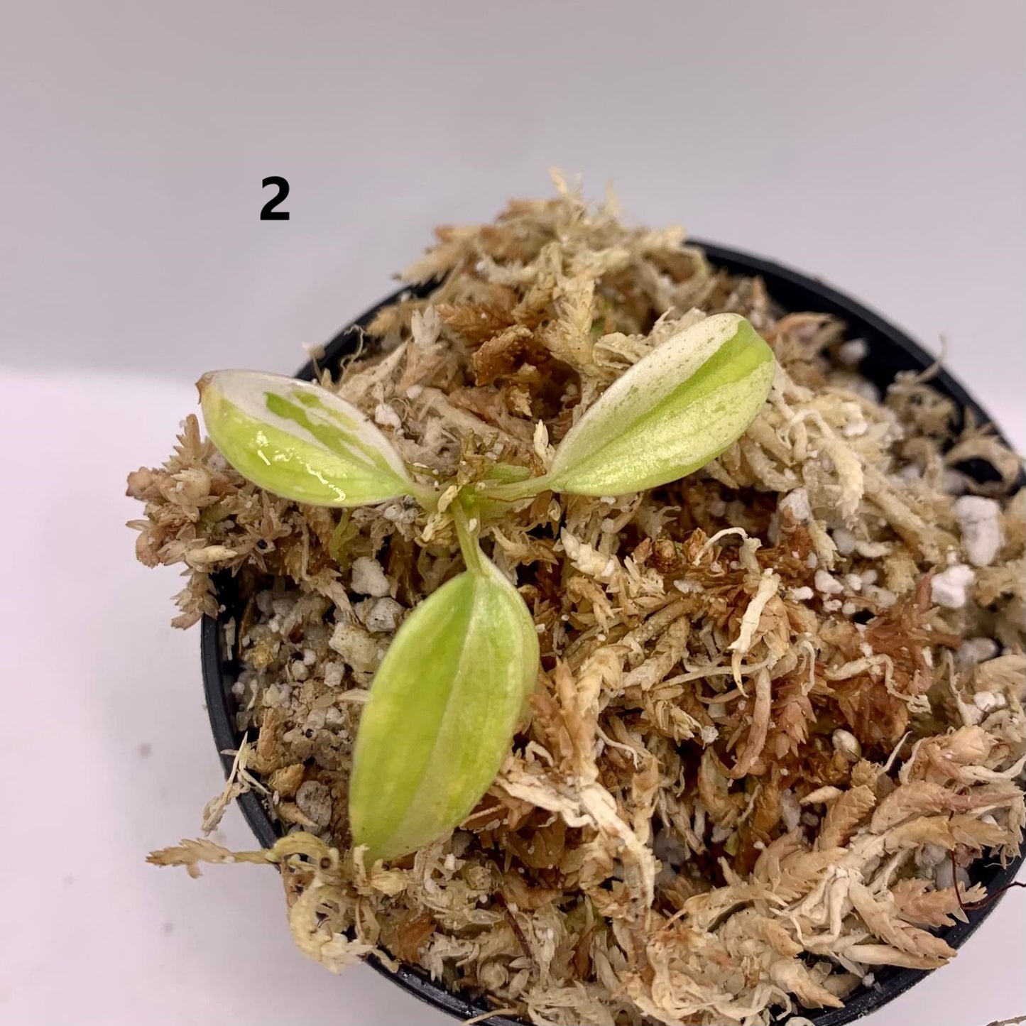 Philodendron Verrucosum Albo Variegated