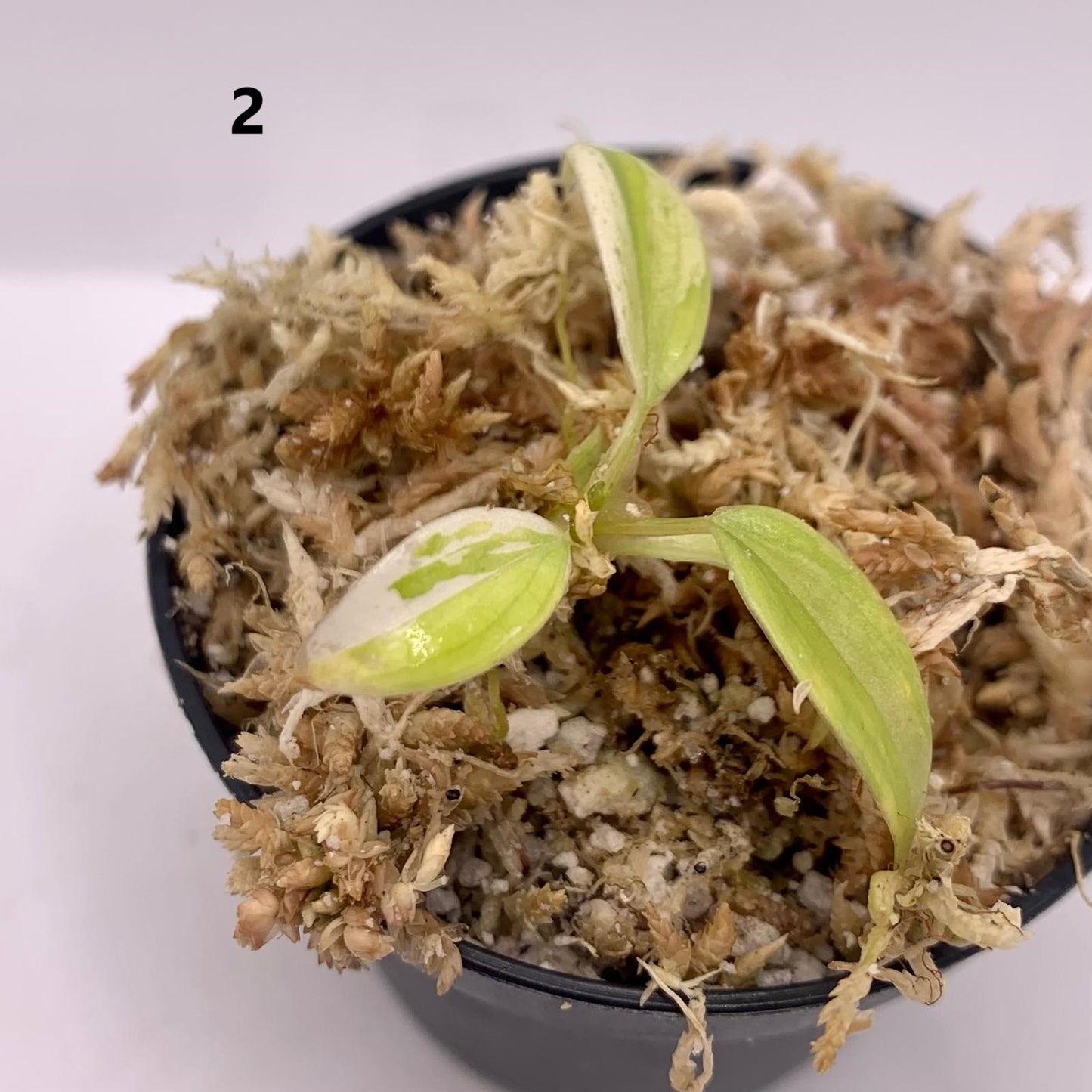 Philodendron Verrucosum Albo Variegated