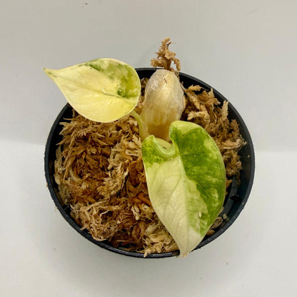 Alocasia Maharani Lemon Lime Variegata