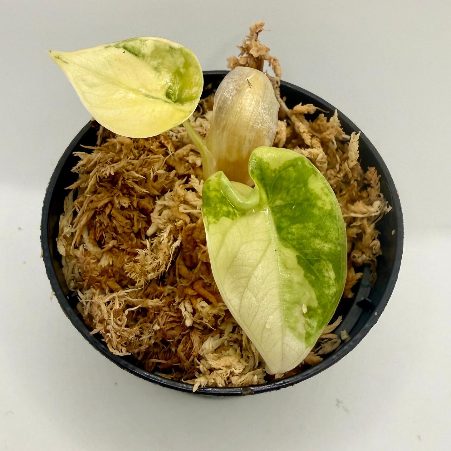 Alocasia Maharani Lemon Lime Variegata