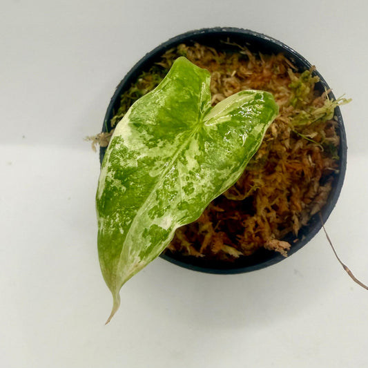 Alocasia Tigrina Superba Albo Variegata