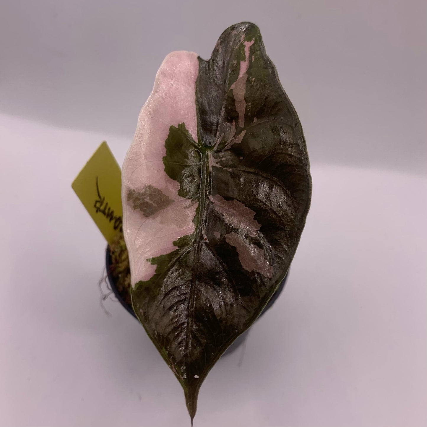 Alocasia Chantrieri Pink/Albo Variegata