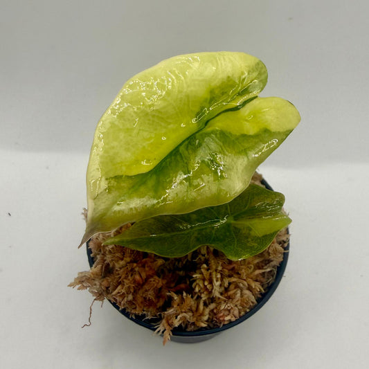 Alocasia Chantrieri Aurea Variegata