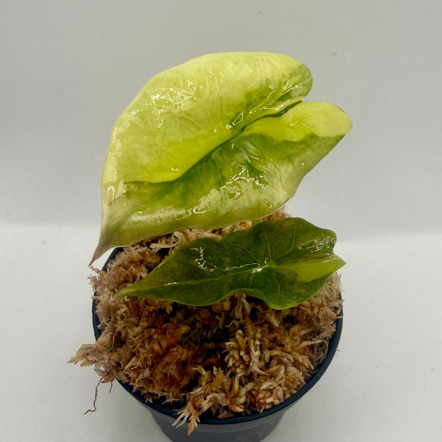 Alocasia Chantrieri Aurea Variegata