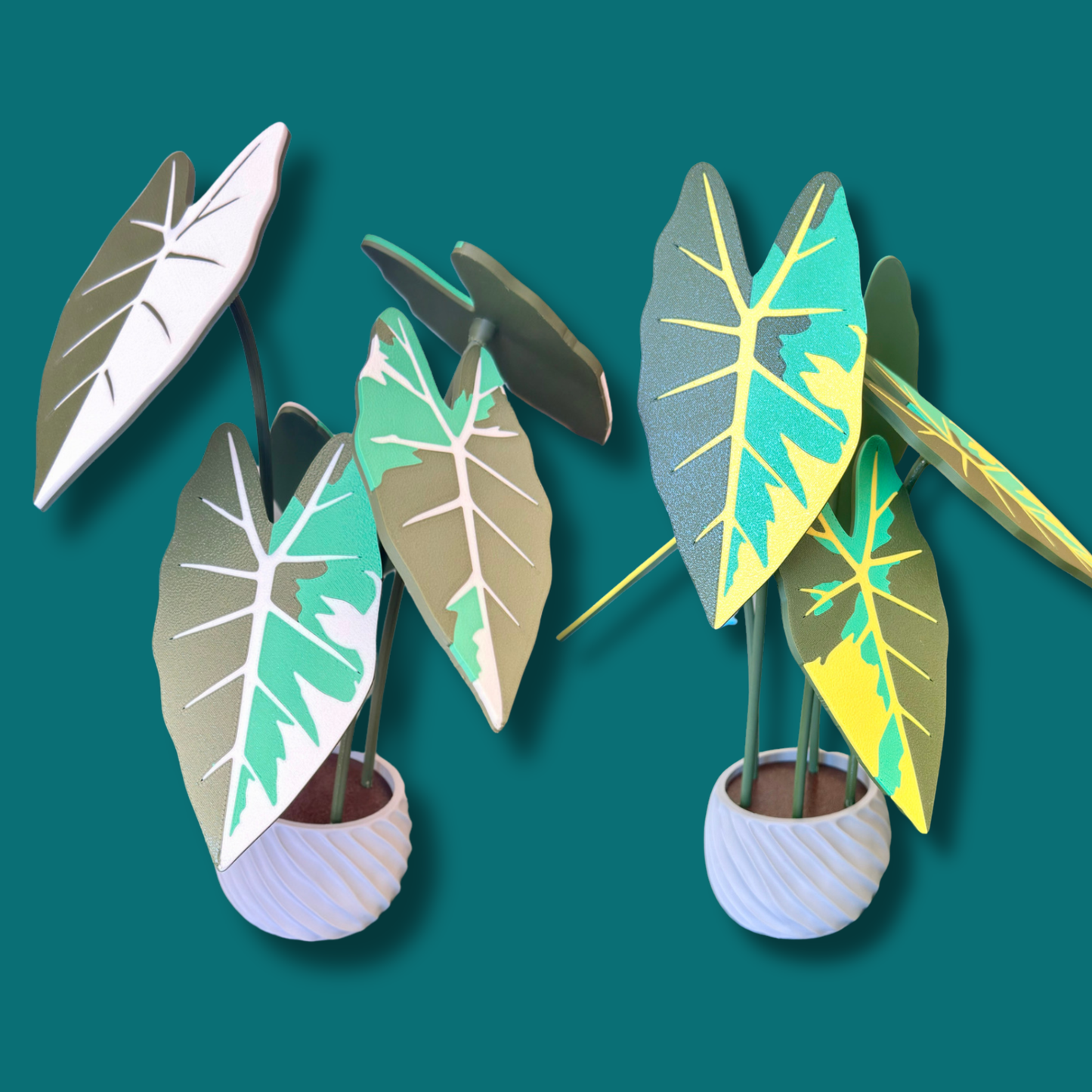 Alocasia Frydek Coaster Set — Albo / Aurea