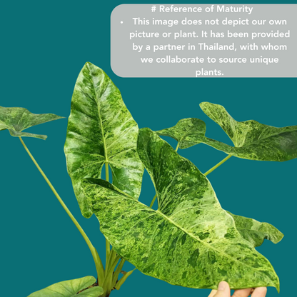 Alocasia SP. (From Surat) Aurea Variegata