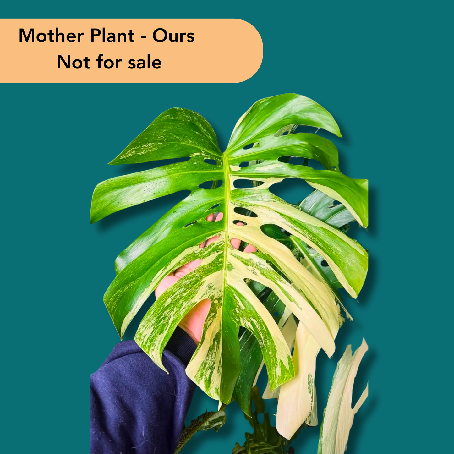 Monstera Deliciosa Variegated - Large Form