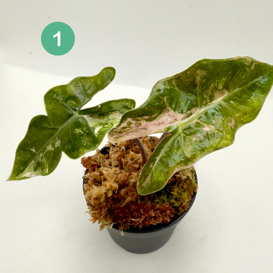 Alocasia Pseudo Sanderiana Albo/Pink Variegata