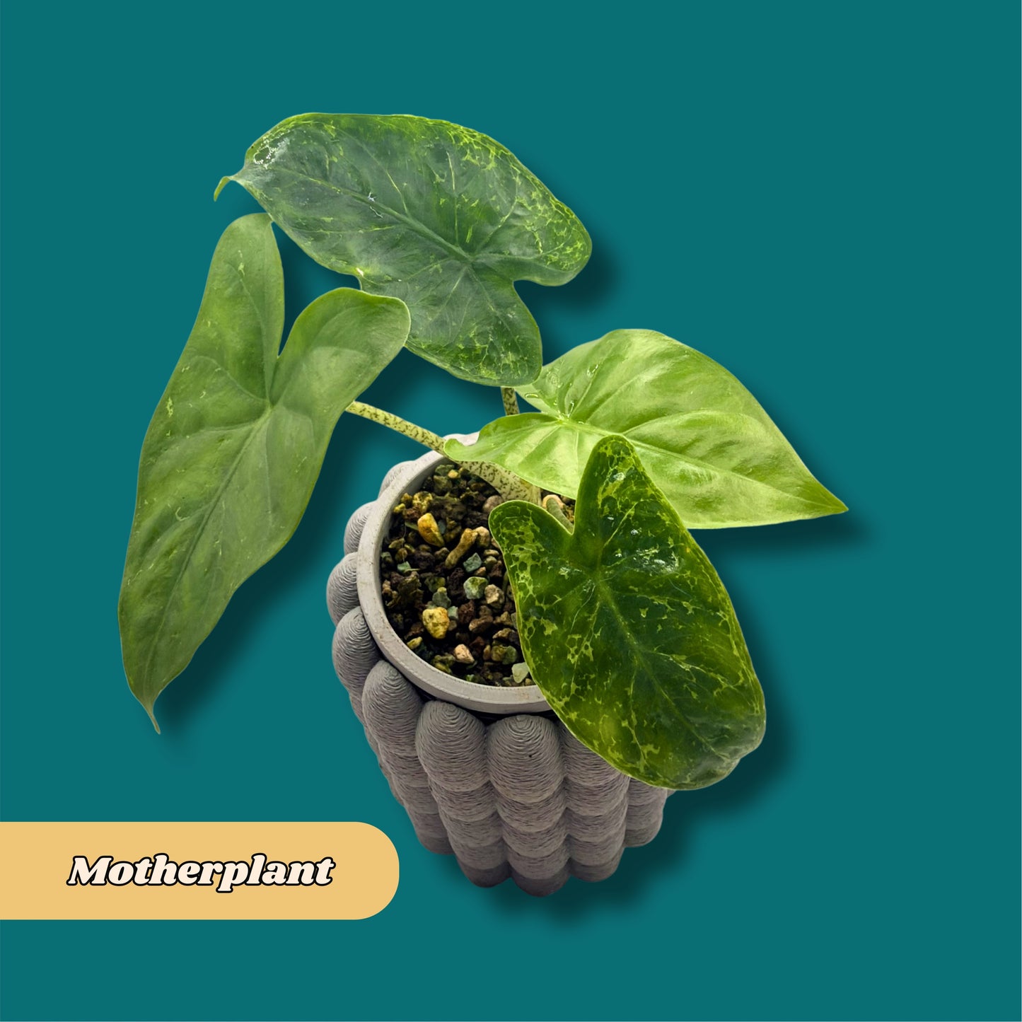 Alocasia T-Rex