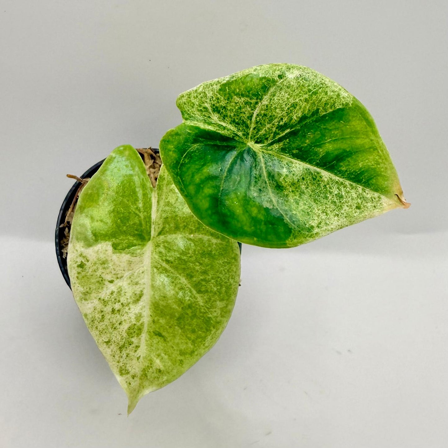 Alocasia Epilithica Marble Variegata