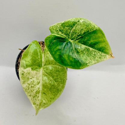 Alocasia Epilithica Marble Variegata
