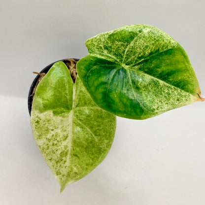 Alocasia Epilithica Marble Variegata